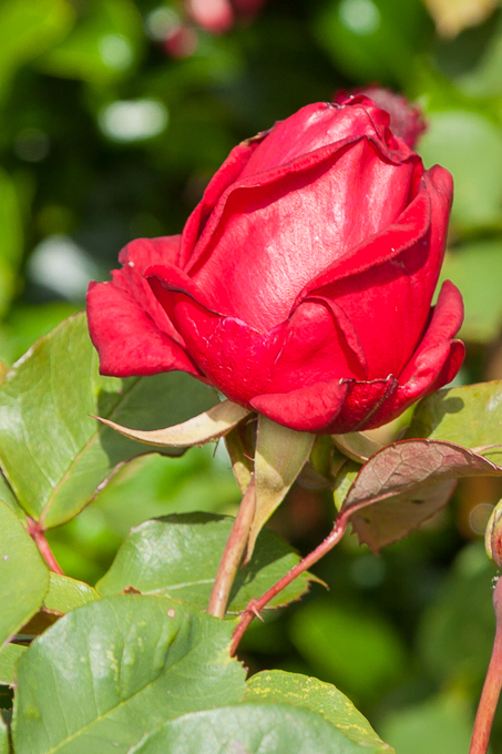 Flowers (43)